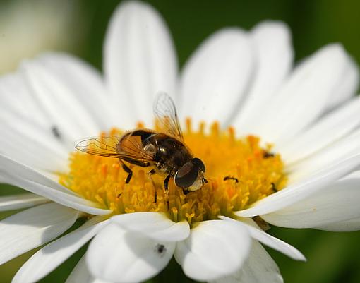 Daisies and Friends-dsc_7874-2-640.jpg