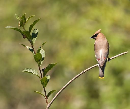 Cedar Waxwing - another angle-cedar-waxwingjpg.jpg