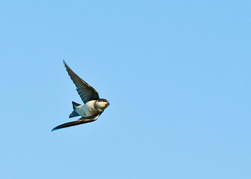 Flying funny-flying-swallow-1.jpg