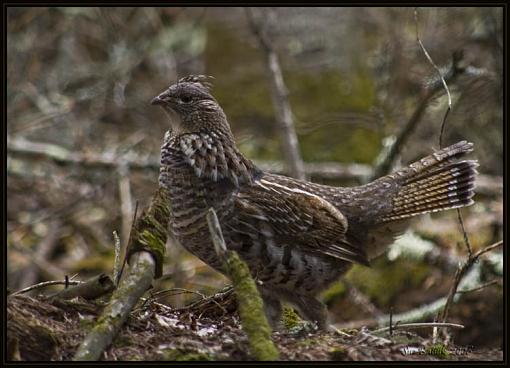 first post, partridge-_mg_0071-copy-2.jpg