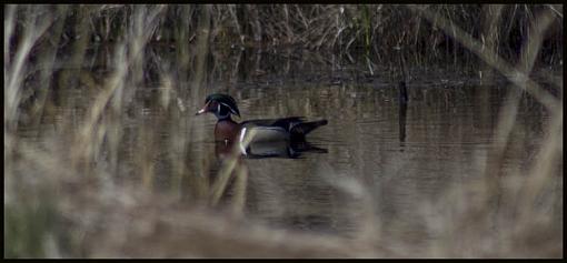 wood duck-_mg_9962-copy-2.jpg