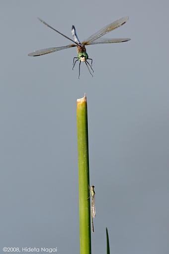 Landing gear deployed, ready for landing-d-fly-landing-ii.jpg