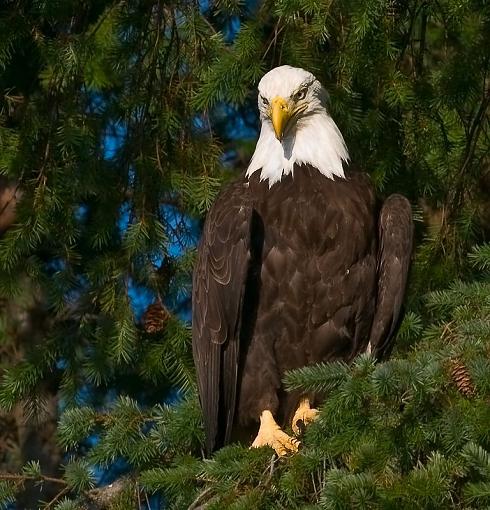 First bald eagle post-bald-eagle-2.jpg