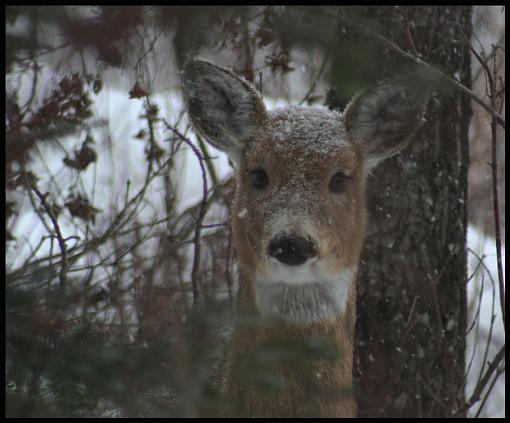 young deer-img_7182-copy.jpg