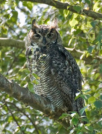 Baby owl-great-horned-owl-1-jul-20-copy.jpg