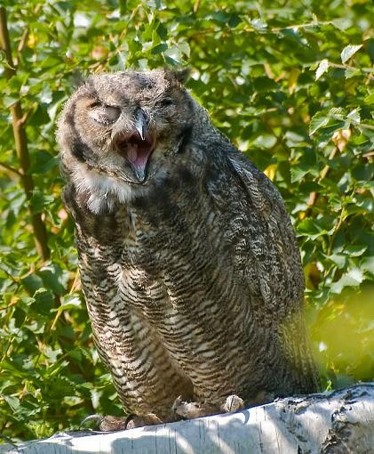 Baby owl-young-owl-reifel_082007_1366.jpg