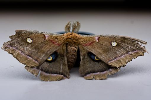 Moth ID please-img_6621.jpg