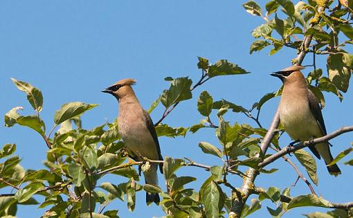 A couple more cedar waxwing shots-two-ceder-waxwing-looking.jpg