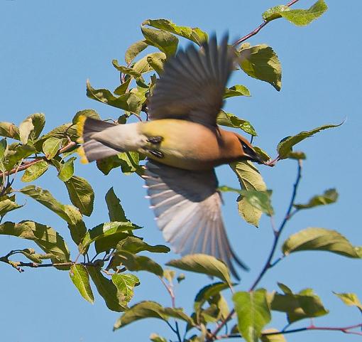 A couple more cedar waxwing shots-cedar-waxwing-fleeing.jpg