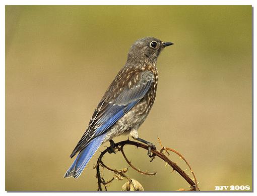 Juvenile Western Bluebird-bluebird3.jpg