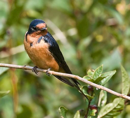 The Harsh Light thread-barn-swallow-perching.jpg