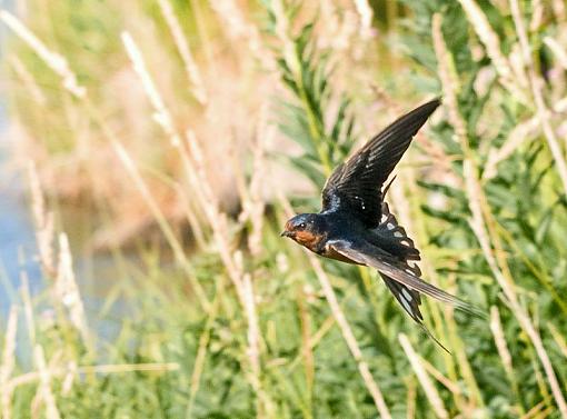 The Harsh Light thread-swallow-over-grass.jpg