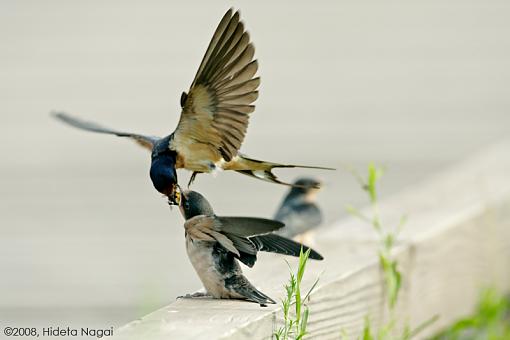 Eat and Fly-swallows-hand-off.jpg