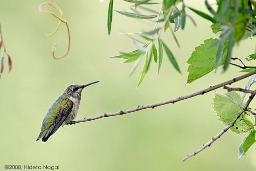 S-t-r-e-t-c-h - !-hummingbird-stretch-1.jpg