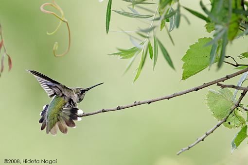 S-t-r-e-t-c-h - !-hummingbird-stretch-2.jpg