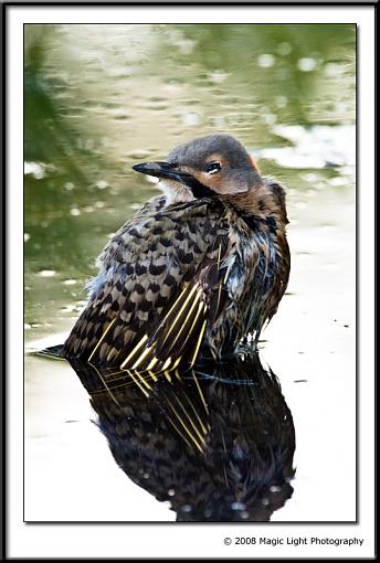 Young Northern Flicker taking a bath-img_6823.jpg