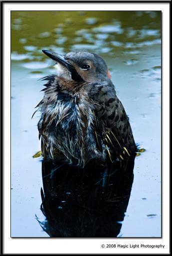 Young Northern Flicker taking a bath-untitled_panorama1-copy.jpg