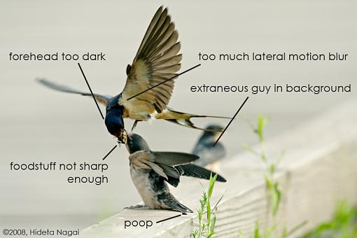Eat and Fly-swallows-hand-off-critiqued.jpg