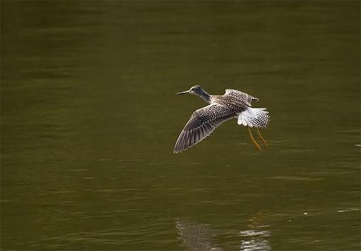 Yellowlegs arriving-yellowlegs-arriving.jpg