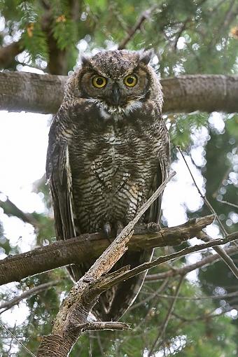 Baby owl-young-owl_082507_1666.jpg