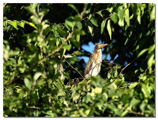 Young Green Herons-image3.jpg