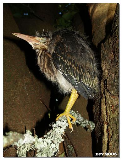 Young Green Herons-greenheron1.jpg