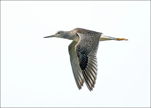 Yellowlegs in flight-yellowlegs-flight-3.jpg