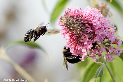 Chow Line-bees-line-1.jpg