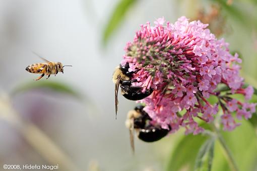 Chow Line-bees-line-2.jpg