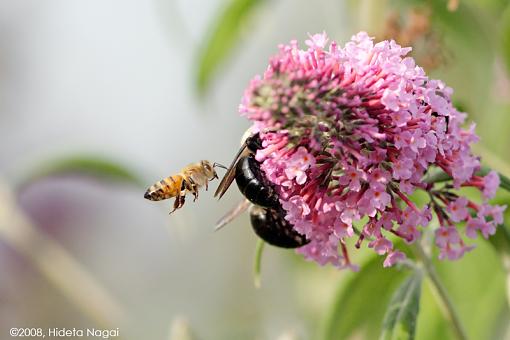 Chow Line-bees-line-3.jpg