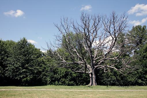 Naturally Abstract-dead-tree.jpg