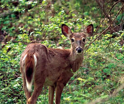 Deer n Moose-pict2055x570.jpg