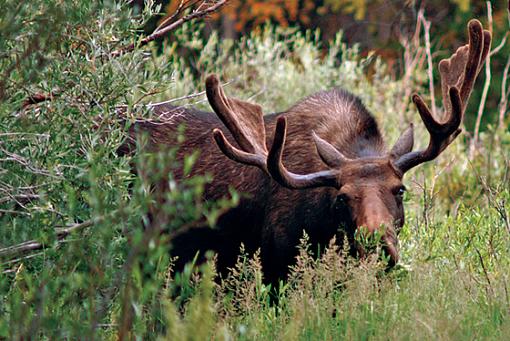 Deer n Moose-pict3194-x560.jpg