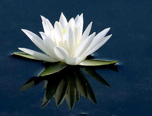 Water Lillie-sparkies-crop-reworked.jpg