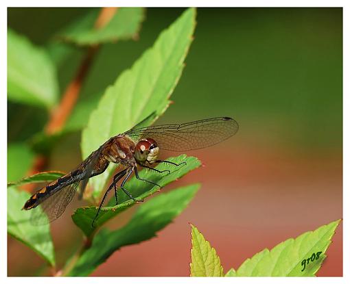 Dragonfly-libellule.jpg