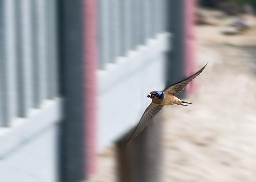 85mm f1.8 swallow shot-coming-home.jpg