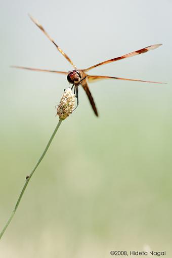 Dragonflies Everywhere!-dragonflies-3.jpg