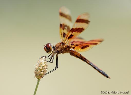 Dragonflies Everywhere!-dragonflies-4.jpg