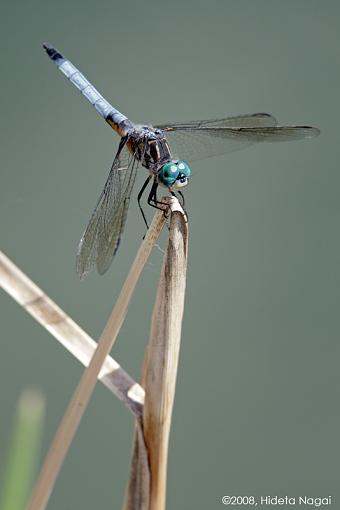 Dragonflies Everywhere!-dragonflies-5.jpg