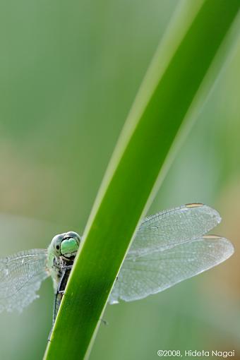 Dragonflies Everywhere!-dragonflies-6.jpg