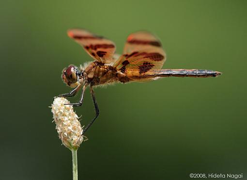 Dragonflies Everywhere!-dragonflies-1.jpg