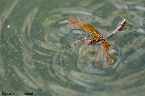 Dragonflies Everywhere!-dragonflies-7.jpg