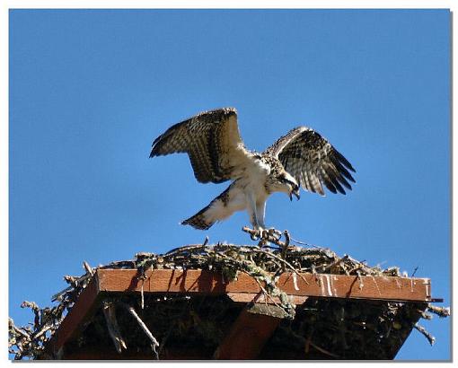 Osprey-osprey5.jpg