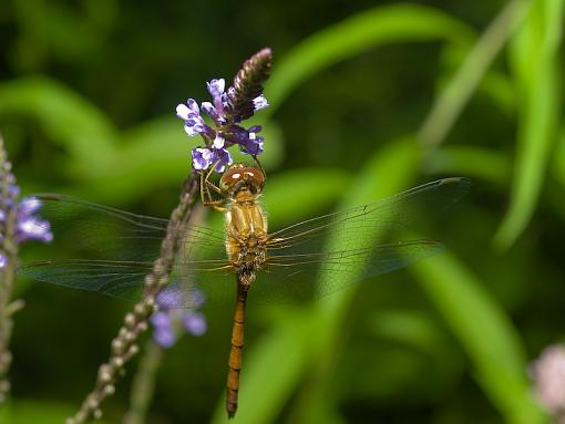 Neat Dragon Fly experience-p8126511-1.jpg