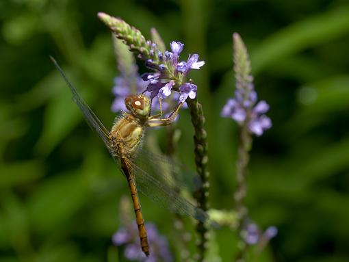 Neat Dragon Fly experience-p8126512-2.jpg