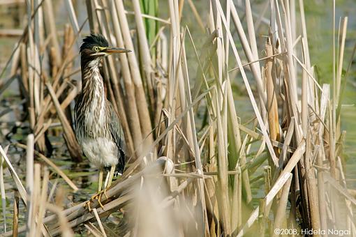 Little green heron, where have you been?-green-heron-1-.jpg