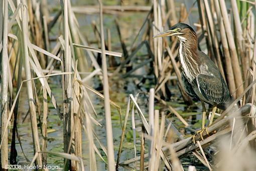 Little green heron, where have you been?-green-heron-1-b.jpg