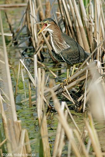 Little green heron, where have you been?-green-heron-1-c.jpg