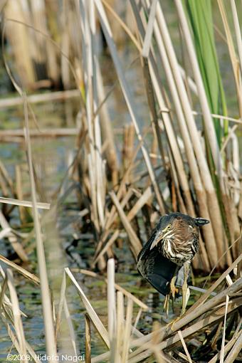 Little green heron, where have you been?-green-heron-1-d.jpg