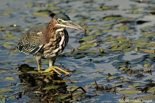 Little green heron, where have you been?-green-heron-2-.jpg